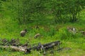 Wild boar and his family Royalty Free Stock Photo
