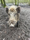 Wild boar in Wildpark Gangelt
