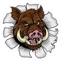 Boar Wild Hog Razorback Warthog Pig Sports Mascot Royalty Free Stock Photo