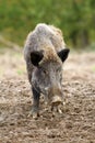 Wild boar at a hunting farm Royalty Free Stock Photo