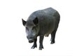wild boar isolated on white background Royalty Free Stock Photo