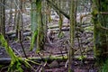 Wild boar hidden in the woods, late winter season