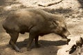 Wild boar in the jungle of India. India Goa Royalty Free Stock Photo