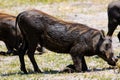 Wild Boar kneeling to feed. Royalty Free Stock Photo