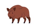 Wild boar, large forest pig, hog with brown fur. European Eurasian Sus Scrofa, swine beast. Woods fauna, omnivore mammal Royalty Free Stock Photo