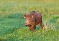 Wild boar Royalty Free Stock Photo