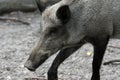 Wild boar looking for food in the forest Royalty Free Stock Photo