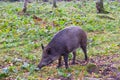 Wild boar looking for food in a glade Royalty Free Stock Photo