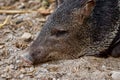 Wild boar lying in the Papiliorama Zoo in Switzerland, close-up Royalty Free Stock Photo