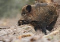 Wild boar male, Bavaria