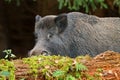 Wild boar, male in Bavaria Royalty Free Stock Photo
