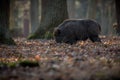 Wild boar male in the forest Royalty Free Stock Photo