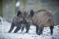 Wild boar male in the forest Royalty Free Stock Photo