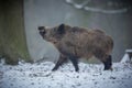 Wild boar male in the forest Royalty Free Stock Photo