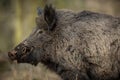 Wild boar male in the forest Royalty Free Stock Photo