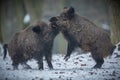 Wild boar male in the forest Royalty Free Stock Photo