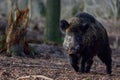 Wild boar male in the forest Royalty Free Stock Photo