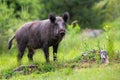 Wild boar male with long white tusks looking on glade with stumps Royalty Free Stock Photo