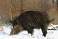 Wild boar male in the forest, winter Royalty Free Stock Photo