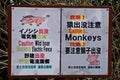 Wild boar and monkey danger, Fujiyoshida, Japan