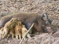 A wild boar mother feeds her little children with breasts