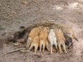 A wild boar mother feeds her little children with breasts Royalty Free Stock Photo