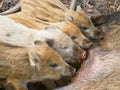 A wild boar mother feeds her little children with breasts Royalty Free Stock Photo