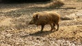 Wild boar mother with her piglet Royalty Free Stock Photo
