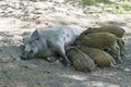 Wild boar mother and piglets suckling