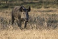 Wild Boar Royalty Free Stock Photo