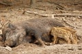 Wild boar mother with three piglet