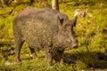 Wild boar after a mud bath in Quebec, Canada. Royalty Free Stock Photo