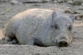 Wild Boar in the Mud Royalty Free Stock Photo