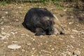 Wild boar in the mud Royalty Free Stock Photo
