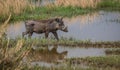 Wild boar in mud goes on the grass bouncing in the water