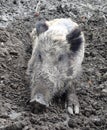Wild boar on mud Royalty Free Stock Photo