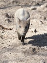 Wild boar in the mud in the zoo Royalty Free Stock Photo