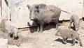 Wild boar in the mud in the zoo Royalty Free Stock Photo