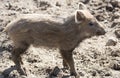 Wild boar in the mud in the zoo Royalty Free Stock Photo