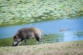 Wild boar near the water pond