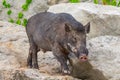 Wild boar Royalty Free Stock Photo