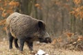 Wild boar with open chap Royalty Free Stock Photo