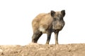 Wild boar over white Royalty Free Stock Photo