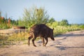 Wild boar on the path Royalty Free Stock Photo