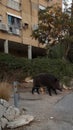 Wild boar on the path at residential area Royalty Free Stock Photo