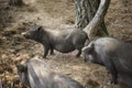 Wild boar in a pen on the farm. Royalty Free Stock Photo