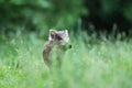 Wild boar piglet Royalty Free Stock Photo