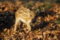Wild boar, piglet Royalty Free Stock Photo