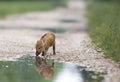 Wild boar piglet Royalty Free Stock Photo