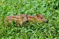 Wild boar piglet Royalty Free Stock Photo